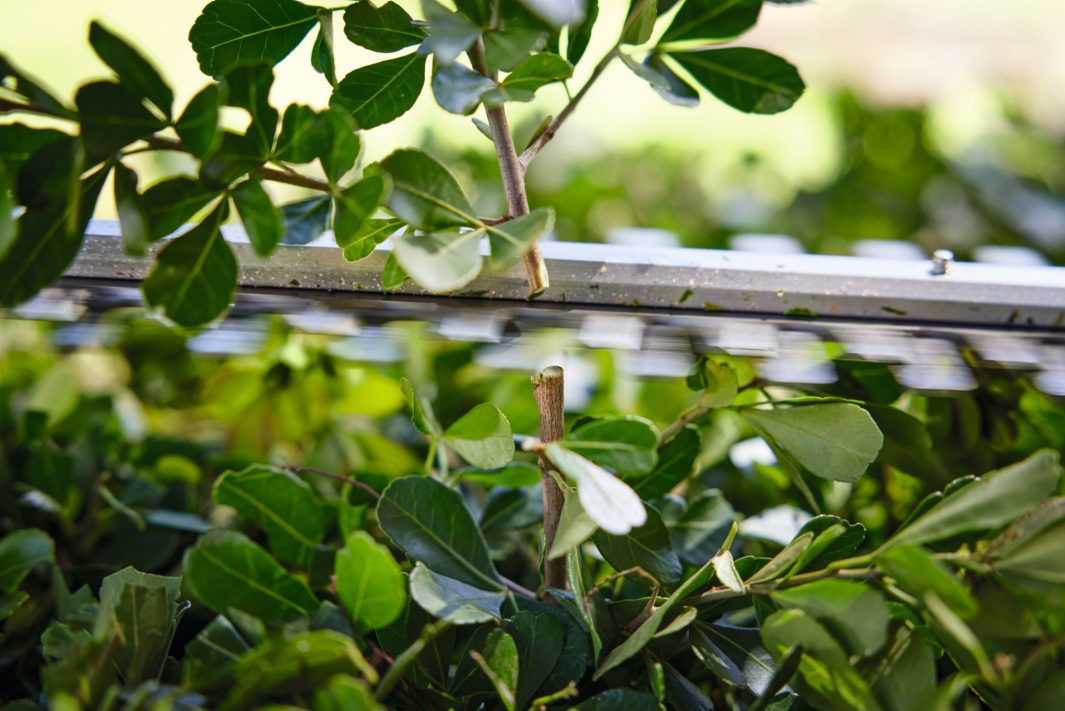 Stihl HSA 40 Akku-Heckenschere