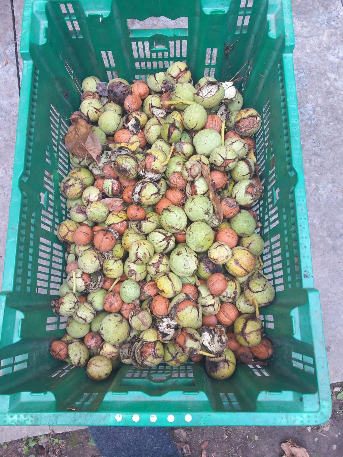 Feucht Obsttechnik Nuss-Waschmaschine WK250