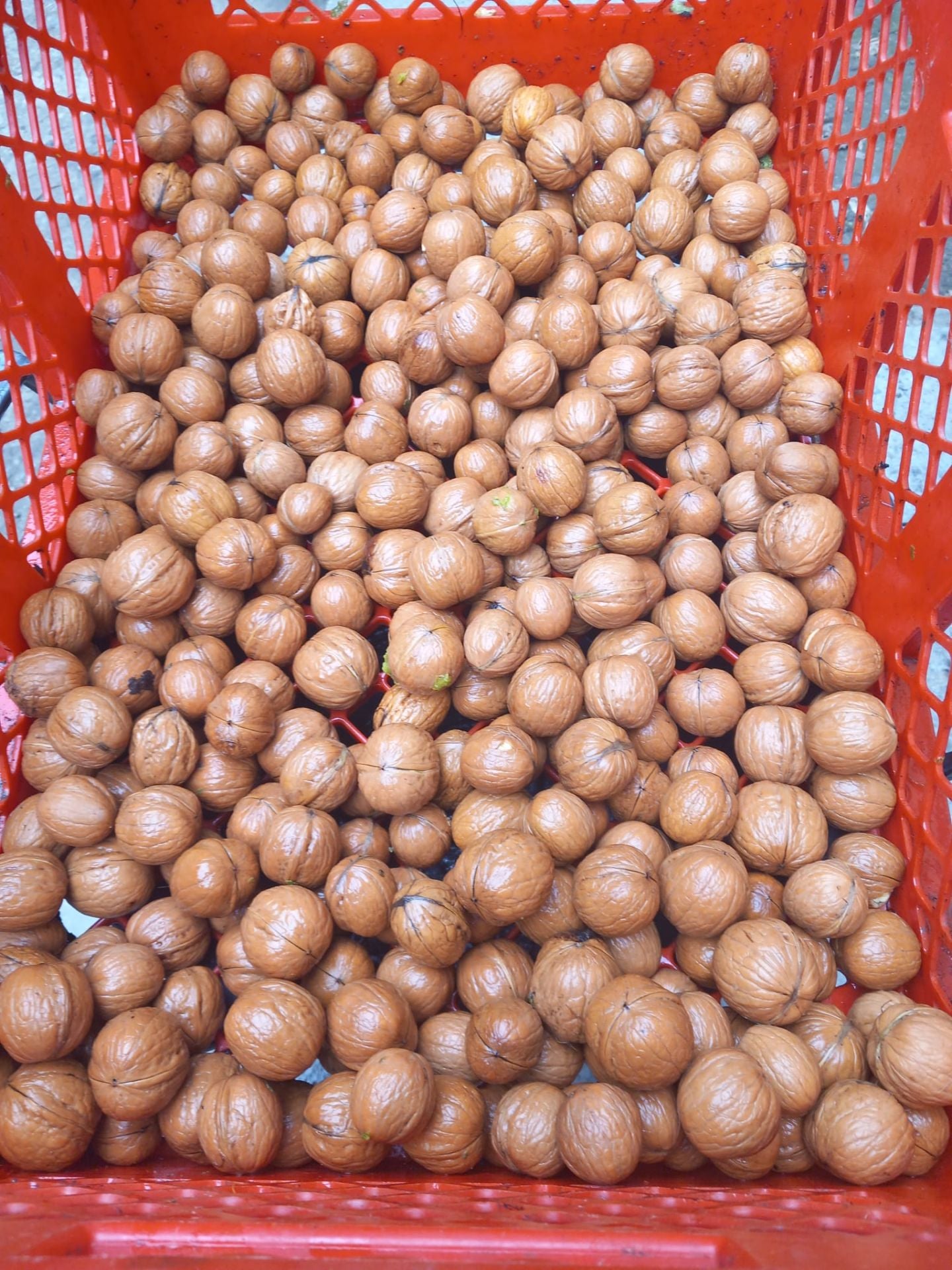 Feucht Obsttechnik Nuss-Waschmaschine WK250