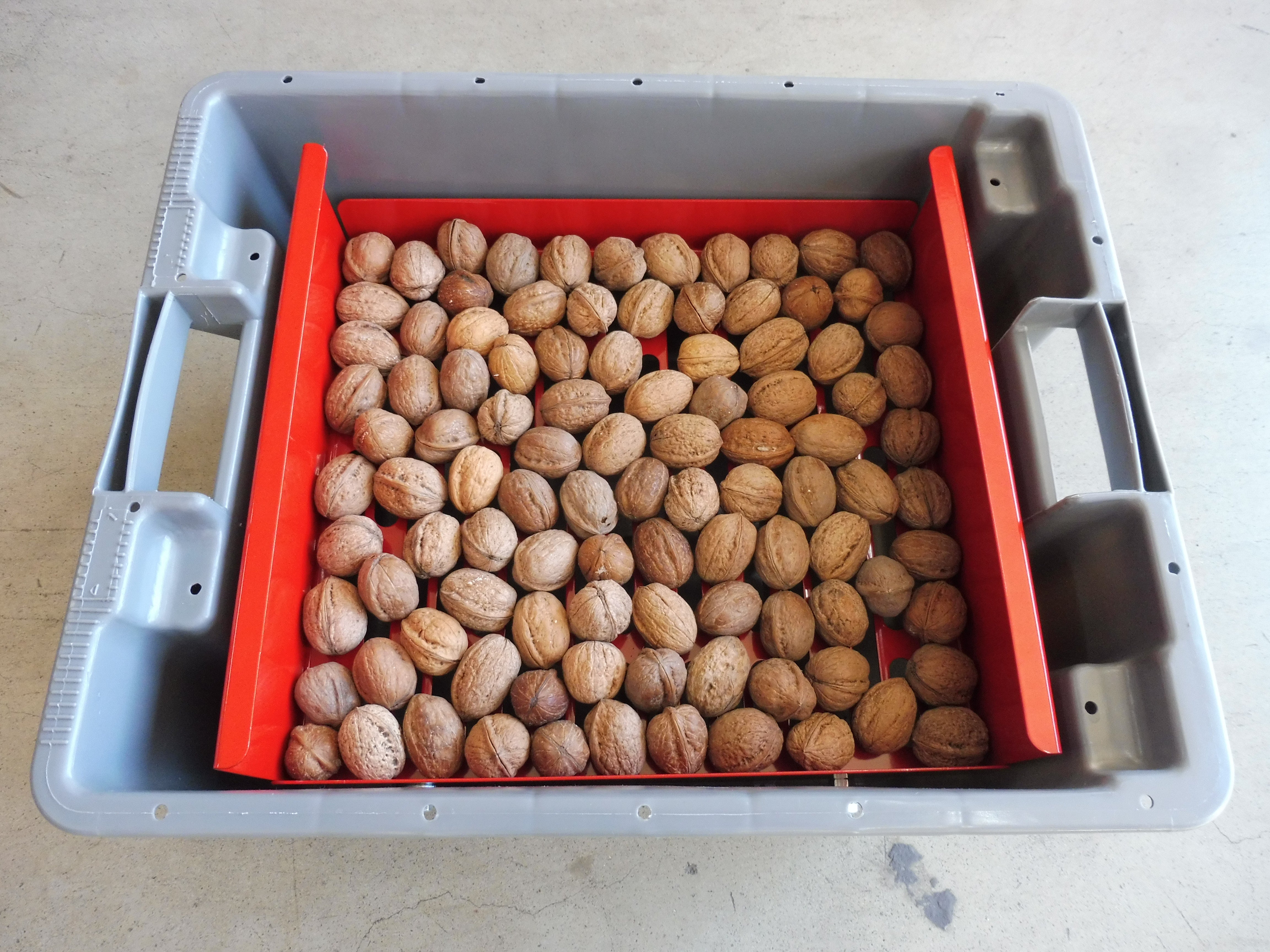 Feucht Obsttechnik Waschkiste für Nüsse